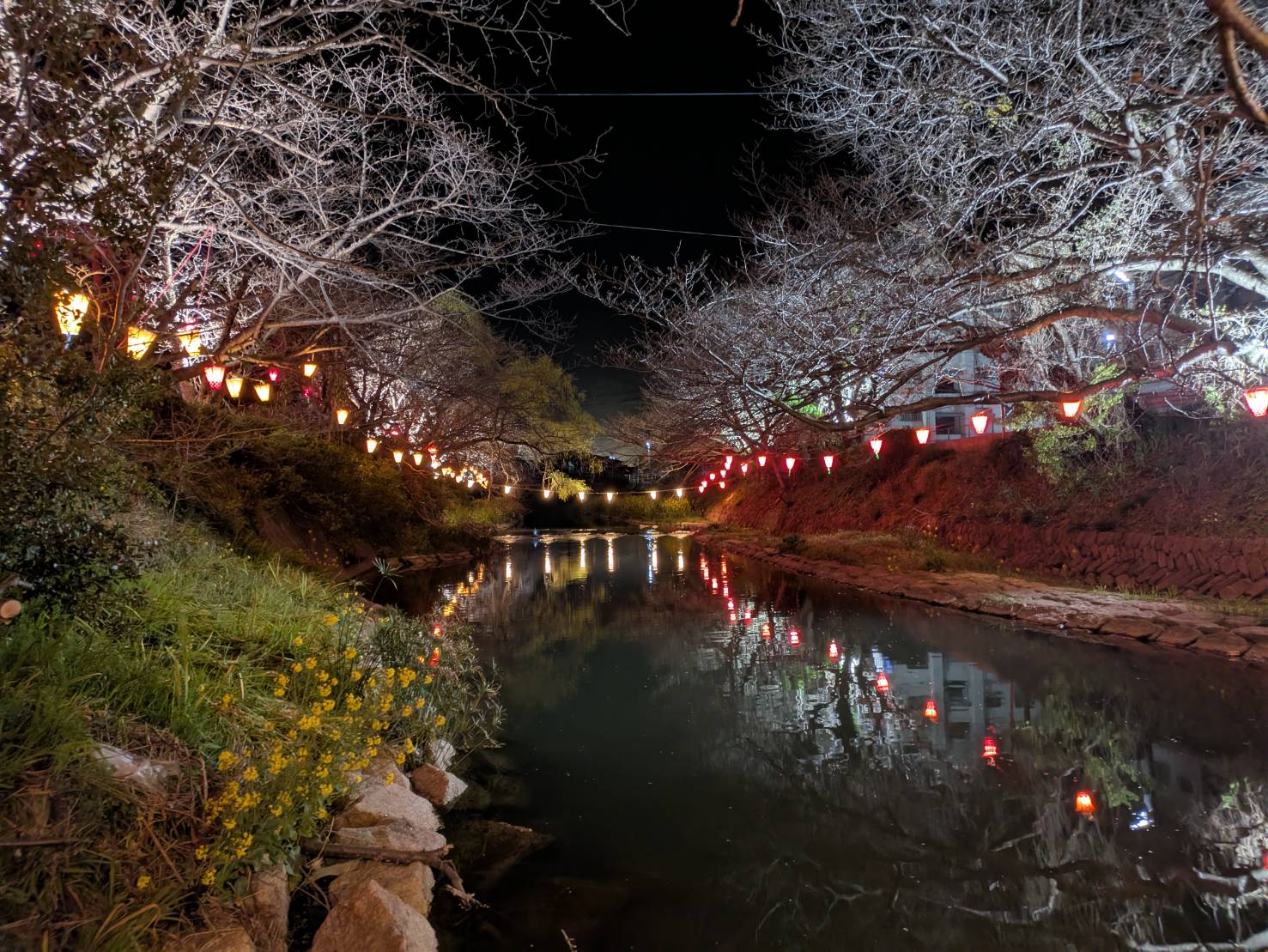 夜桜ライトアップ（3/20～4/13） | 八幡浜市観光物産情報サイト